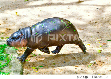 A female dwarf Pygmy hippo in Khao Kheow Open Zoo , Chonburi Thailand A female dwarf Pygmy hippo in Khao Kheow Open Zoo , Chonburi Thailand 118706008