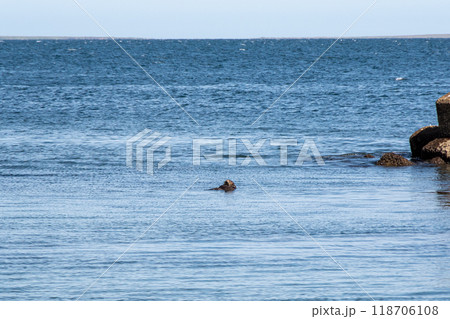 納沙布岬　野生のラッコ 118706108