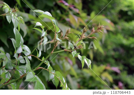 クヌギの樹液 118706443