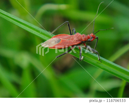 アカサシガメ 甲虫 緑の葉 118706533
