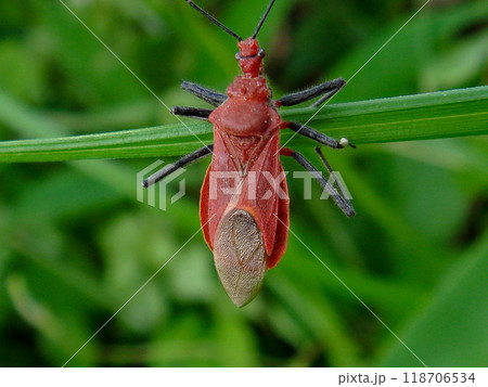 アカサシガメ 甲虫 緑の葉 118706534