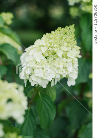 White flower of the paniculate hydrangea Polar Bear in full bloom White flower of the paniculate hydrangea Polar Bear in full bloom 118706850
