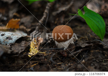 A Beautiful Mushroom Emerges from the Forest Floor Surrounded by Colorful Fallen Leaves 118706974