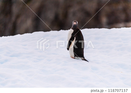 Gentoo on an Iceberg 118707137