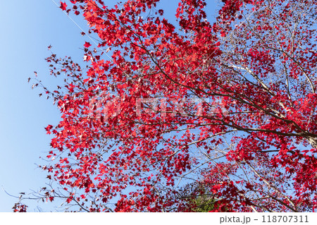 モミジの紅葉 118707311