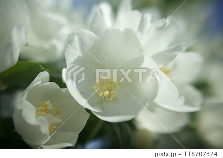 5月24日(2024)梅花空木の花、満開。芳香漂う。花言葉は「気品」「回想」「香気」。 5月24日(2024)梅花空木の花、満開。芳香漂う。花言葉は「気品」「回想」「香気」。 118707324