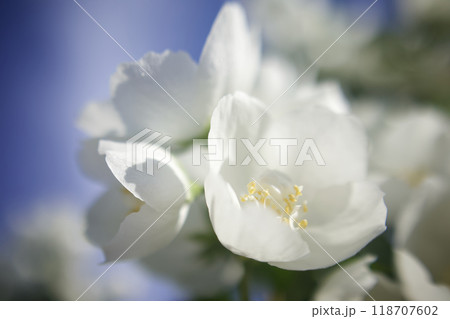 5月24日(2024)梅花空木の花、満開。芳香漂う。花言葉は「気品」「回想」「香気」。 5月24日(2024)梅花空木の花、満開。芳香漂う。花言葉は「気品」「回想」「香気」。 118707602