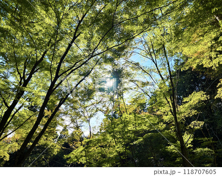 新緑の森 118707605