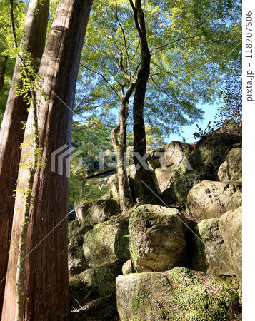 苔むした石垣とマメヅタ 118707606