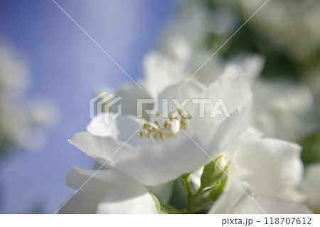 5月24日(2024)梅花空木の花、満開。芳香漂う。花言葉は「気品」「回想」「香気」。 5月24日(2024)梅花空木の花、満開。芳香漂う。花言葉は「気品」「回想」「香気」。 118707612