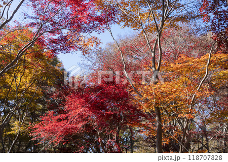 モミジの紅葉 118707828