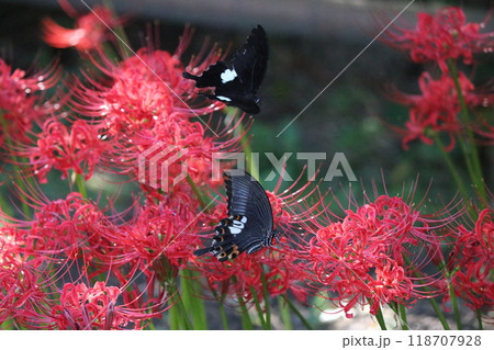 赤い彼岸花の蜜を吸うアゲハチョウ 赤い彼岸花の蜜を吸うアゲハチョウ 118707928