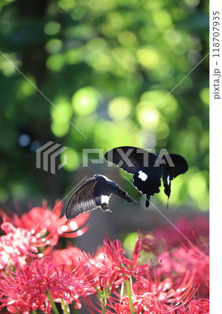 赤い彼岸花に集まるアゲハチョウ 118707935