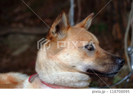 日本犬　雑種　ペット　愛犬　番犬　飼い犬 118708095