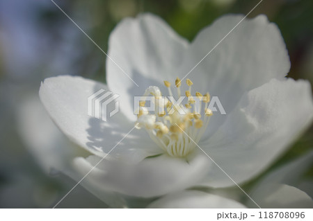5月24日(2024)梅花空木の花、満開。芳香漂う。花言葉は「気品」「回想」「香気」。 118708096