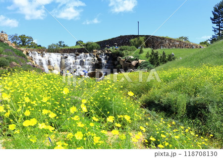 【香川県】秋の国営讃岐まんのう公園（昇竜の滝とコスモス） 118708130