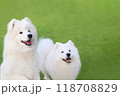 芝生で遊ぶサモエドの兄妹 118708829