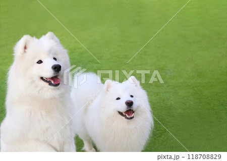 芝生で遊ぶサモエドの兄妹 芝生で遊ぶサモエドの兄妹 118708829