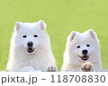 芝生で遊ぶサモエドの兄妹 118708830
