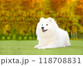 紅葉をバックにリラックスするサモエド 118708831