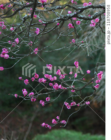 鮮やかに咲く新春の鎌倉の紅梅　 自然風景 118708958