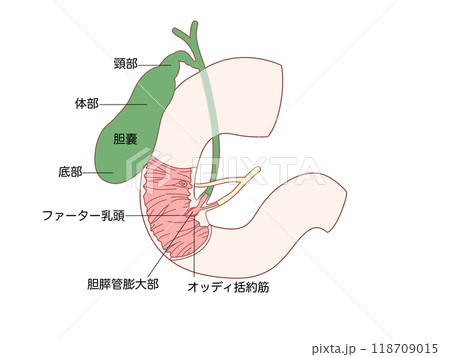 消化器の解剖生理 オッディ括約筋 文字あり 消化器の解剖生理 オッディ括約筋 文字あり 118709015