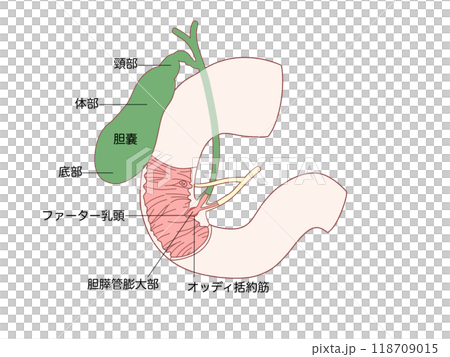 Anatomy and Physiology of the Digestive System: Sphincter of Oddi (with text) 118709015