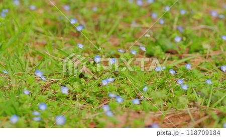 Forget-Me-Not Flower Or Myosotis Or Scorpion Grasses Blooming. Inflorescence Of Forget-Me-Not. Forget-Me-Not Flower Or Myosotis Or Scorpion Grasses Blooming. Inflorescence Of Forget-Me-Not. 118709184