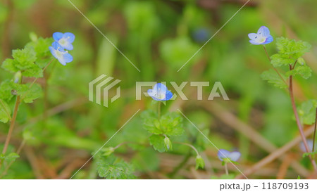 Blooming Flowers Nature Background. Blue Flowers Forget-Me-Nots In The Garden. Myosotis Scorpioides. 118709193