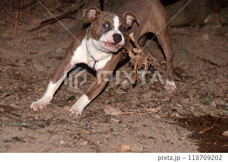 ピットブル家庭犬ペット愛犬飼い犬 118709202