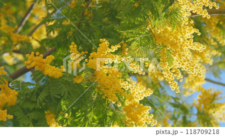 Yellow Fluffy Mimosa Tree Flowers. Symbol Of Womans Day In Sunny Spring Day. Close up. Yellow Fluffy Mimosa Tree Flowers. Symbol Of Womans Day In Sunny Spring Day. Close up. 118709218