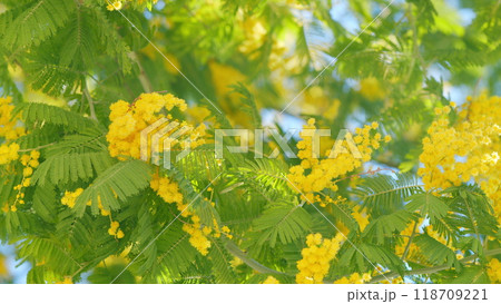 Yellow Mimosa In Sunlight. Yellow Gold Flowering Mimosa Tree. Acacia Dealbata In Bloom. Close up. Yellow Mimosa In Sunlight. Yellow Gold Flowering Mimosa Tree. Acacia Dealbata In Bloom. Close up. 118709221