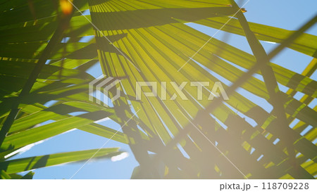 Green Texture From Nature Background. Tropical Leaf As A Nature Background. Close up. 118709228