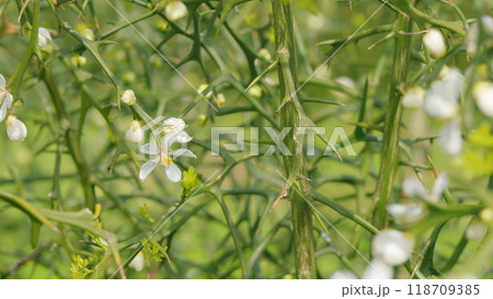 Hardy Orange Or Chinese Bitter Orange. Citrus Trifoliata Or Poncirus Trifoliata. Close up. 118709385