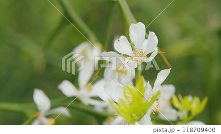 Citrus Trifoliata Fruit Tree. Thorny Shrub With White Flowers. Flowering Of Trifoliate Orange. Close up. Citrus Trifoliata Fruit Tree. Thorny Shrub With White Flowers. Flowering Of Trifoliate Orange. Close up. 118709400