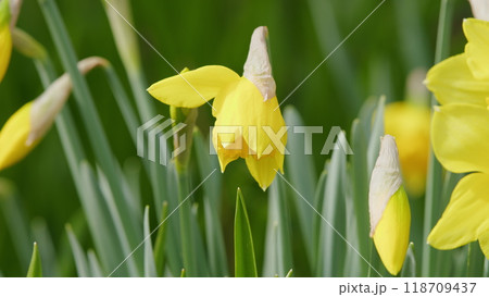 Daffodil - Narcissus Pseudonarcissus. Yellow Narcissus Flowers In A Garden. Flowers Of Springtime. 118709437