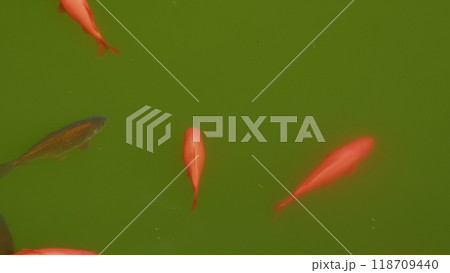 Dark And Red Colored Fishes Are Playing In Pond Taking A Breath. Water Pond With Colorful Red And Black Fish. Dark And Red Colored Fishes Are Playing In Pond Taking A Breath. Water Pond With Colorful Red And Black Fish. 118709440