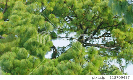 Tropical Eastern White Pine Trees. Pinus Wallichiana. Pinus Armandii Franch. Still. Tropical Eastern White Pine Trees. Pinus Wallichiana. Pinus Armandii Franch. Still. 118709457
