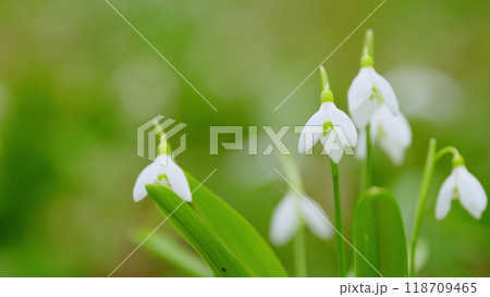 White Flowers Of Galanthus Nivalis In Early Spring. January And February In A Woodland Wildflower Setting. White Flowers Of Galanthus Nivalis In Early Spring. January And February In A Woodland Wildflower Setting. 118709465