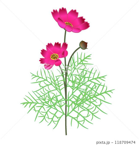 赤いコスモスの花のイラスト 赤いコスモスの花のイラスト 118709474