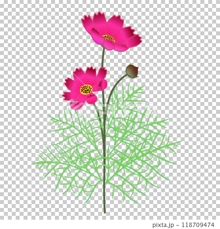 赤いコスモスの花のイラスト 赤いコスモスの花のイラスト 118709474