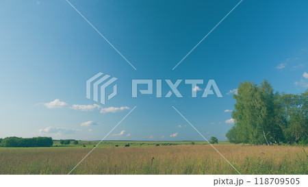 Peaceful And Sunny Landscape Of Flat Land With A Blue Sky. Cows On A Green Field And Blue Sky. Peaceful And Sunny Landscape Of Flat Land With A Blue Sky. Cows On A Green Field And Blue Sky. 118709505