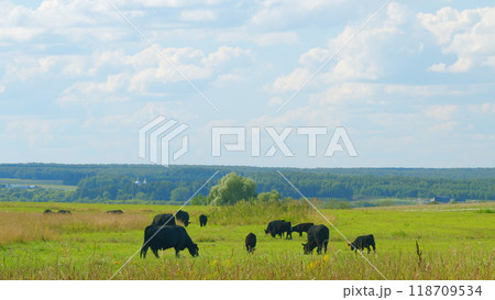 Black Angus Cattle Cows Grazing On Farmland. Cows Grazing On A Green Summer Meadow. Black Angus Cattle Cows Grazing On Farmland. Cows Grazing On A Green Summer Meadow. 118709534