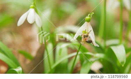 March 8 Holiday. White Snowdrop Flower Perennial Herbaceous Plant. Snowdrop Flowers Blossoming In A Meadow. March 8 Holiday. White Snowdrop Flower Perennial Herbaceous Plant. Snowdrop Flowers Blossoming In A Meadow. 118709560