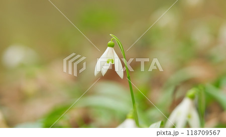 White Snowdrop Flowers. Snowdrops Or Galanthus Nivalis In Bloom. Snowdrop Flowers. Snowdrops Bloom Outdoors In Spring For March 8 Holiday. White Snowdrop Flowers. Snowdrops Or Galanthus Nivalis In Bloom. Snowdrop Flowers. Snowdrops Bloom Outdoors In Spring For March 8 Holiday. 118709567