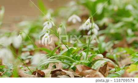 Delicate Snowdrops In Spring Forest. Beautiful White Blooming Galanthus. Blooming Snowdrops In Springtime. 118709574