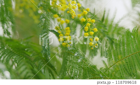 Acacia Dealbata Or Mimosa Tree With Bright Yellow Flowers. Yellow Flowers On Branches Of Silver Wattle. 118709618
