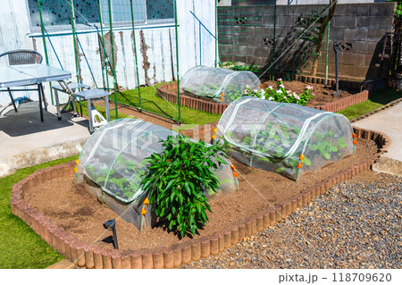 小さな家庭菜園 小さな家庭菜園 118709620