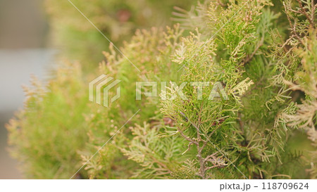 Green Arborvitae. Green Autumn Thuja. Vergreen Tree In Garden Decoration. 118709624