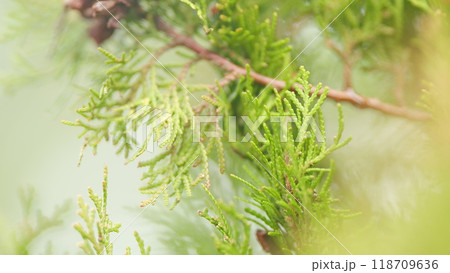Vergreen Tree In Garden Decoration. Thuja Is An Evergreen Coniferous Plant. 118709636